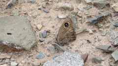 Pampasatyrus yacantoensis