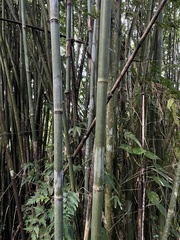 Bambusa chungii