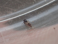Bactericera cockerelli