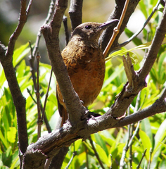 Monticola rupestris