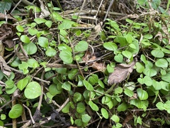 Peperomia serpens