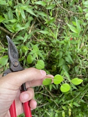 Peperomia serpens