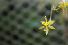 Oncidium minaxoides