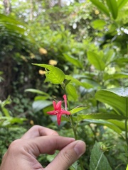 Ruellia coccinea