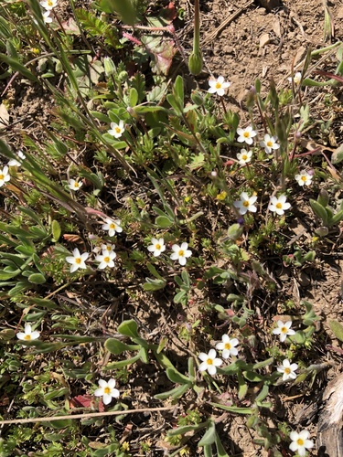iNaturalist observation photo of Bicolor Babystars