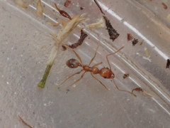 Pheidole hyatti
