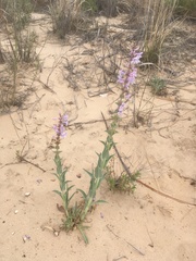 Penstemon buckleyi