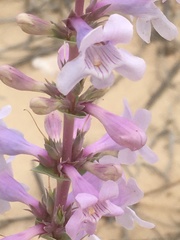 Penstemon buckleyi