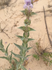 Penstemon buckleyi