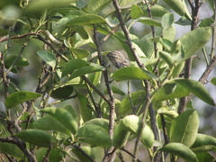 Vireonidae