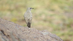 Muscisaxicola frontalis