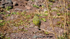 Spinus crassirostris