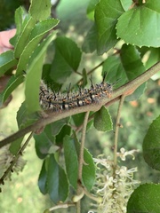 Macromphalia