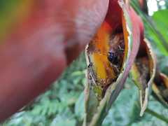 Leptoscelis tricolor