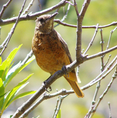Monticola rupestris