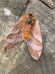 Ormiscodes cinnamomea