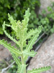 Mentzelia albescens