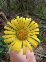 Doronicum plantagineum
