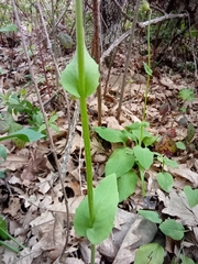 Doronicum plantagineum