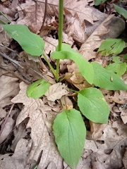 Doronicum plantagineum