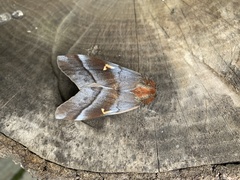 Ormiscodes cinnamomea