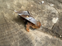 Ormiscodes cinnamomea