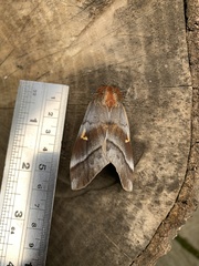 Ormiscodes cinnamomea