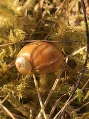Novisuccinea strigata