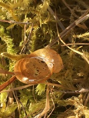 Novisuccinea strigata