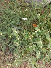 Alternanthera bettzickiana