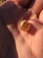 Novisuccinea strigata