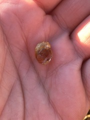 Novisuccinea strigata