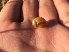 Novisuccinea strigata