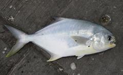 Trachinotus carolinus