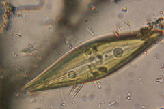 Craticula cuspidata