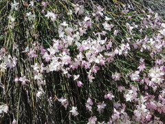 Heliophila juncea