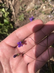 Neogaerrhinum strictum