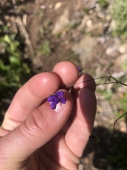 Neogaerrhinum strictum