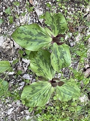 Trillium viride