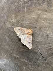 Ormiscodes amphimone