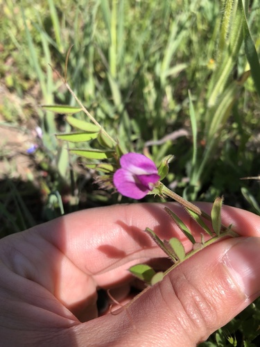 iNaturalist observation photo of Common Vetch