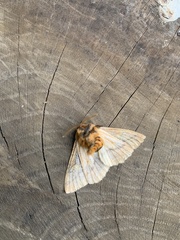 Ormiscodes amphimone