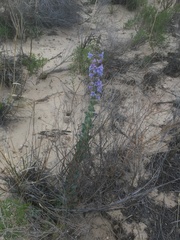 Penstemon buckleyi