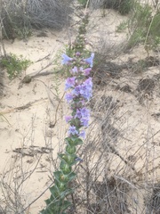 Penstemon buckleyi