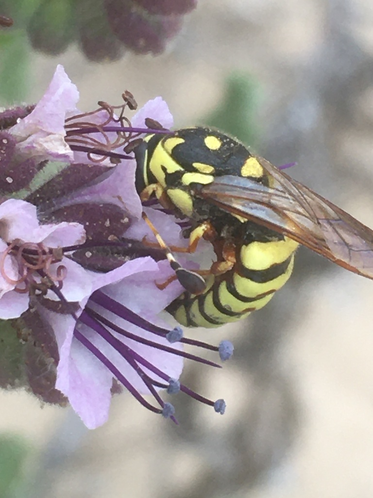 Scorpionweed pollen wasp