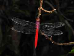 Orthemis schmidti