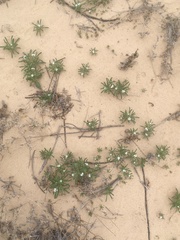 Cryptantha crassisepala crassisepala
