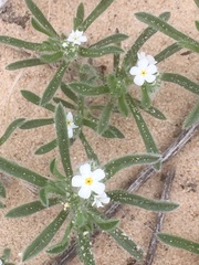 Cryptantha crassisepala crassisepala
