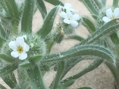 Cryptantha crassisepala crassisepala