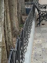Passer domesticus